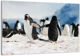 tableau impression sur verre pingouin banquise